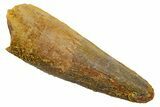 Fossil Spinosaurus Tooth - Real Dinosaur Tooth #349765-1